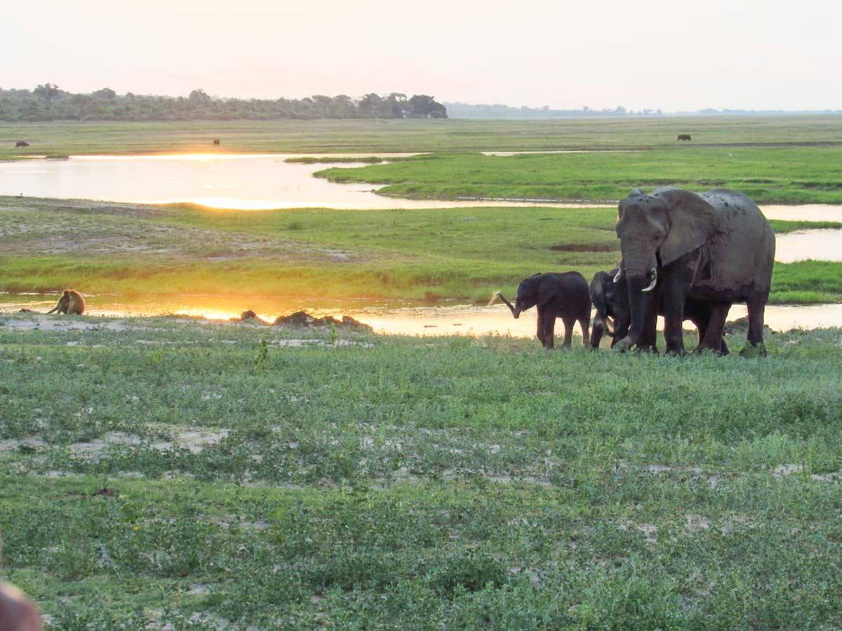 You are currently viewing The Best Time to Go to Botswana For Each Wildlife Experience