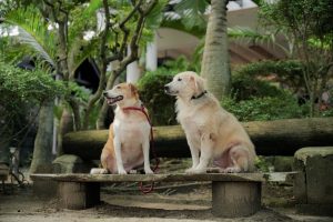 Read more about the article Sabangan Beach Resort: A Pet Friendly Resort in Batangas