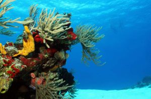 Read more about the article Mexico’s Best Spots for Snorkelling and Diving